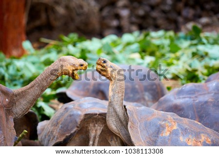 Galapagos (giant) tortoise (Geochelone nigra), big turtle, fighting turtles, Galápagos Island, Ecuador, South America