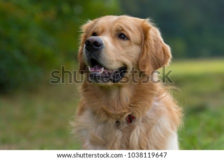 Portrait of a purebred Golden Retriever outside in nature. Mouth open, smiling friendly. Halfprofile picture. 