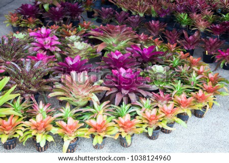Bromeliad flower in the garden with nature,Bromeliad flower in various color in garden for postcard beauty decoration and agriculture concept design.