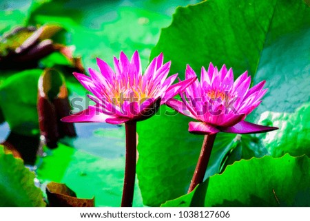 beautiful Red or pink Lotus Flower or water lily growing in tropical thailand country.nature.symbol of the Buddha.
