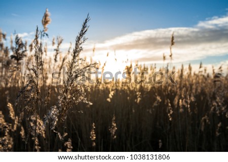 Single flowering reed grass plume, selective focus with sunny background