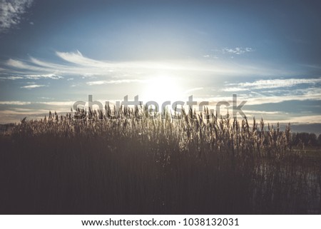Silver grass or giant reed flowers in sunny day during a sunset in the Dutch polder