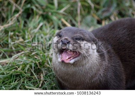 An otter pulling a face whilst eating