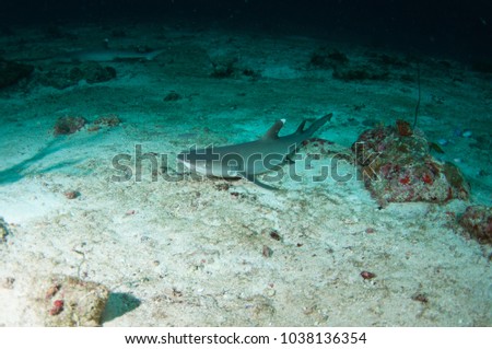 White tip reef shark resting on the sandy bottom, Maldives.