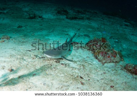 White tip reef shark resting on the sandy bottom, Maldives.