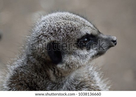 A close-up of a meerkat