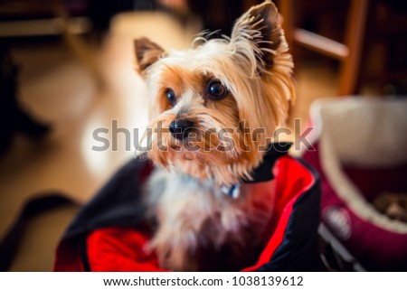 A cute Yorkshire terrier in a red bag Royalty-Free Stock Photo #1038139612