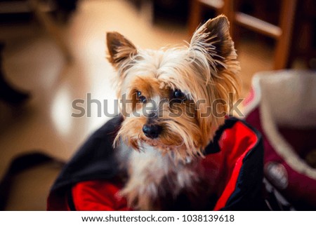 A cute Yorkshire terrier in a red bag Royalty-Free Stock Photo #1038139618