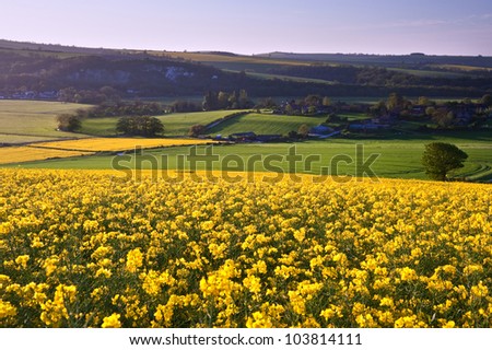 Beautiful sunrise over field of rapeseed in countryside in Spring