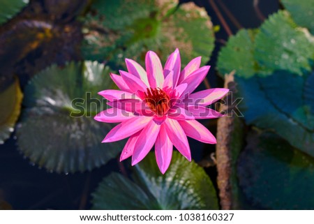 Pink lotus flowers in foreground is blooming. Close up purple water lily or lotus flower and shadow of it on nature or green water background for concept design or decorative. Flower background.