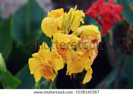 Summer or spring floral background. Yellow Canna flower. Flowers growing in the tropical garden on sunny summer day. A selective focus picture of yellow flowers with green garden at background.