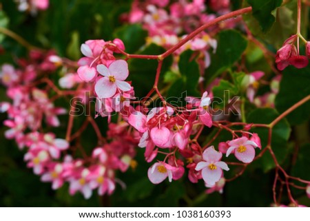 Summer or spring floral background. Beautiful coral begonia growing in the tropical garden on sunny summer day. Selective focus picture of pink flowers on tree with green garden at background.