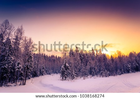 Clear winter day, sunrise in a coniferous forest. Image in the orange-purple toning
