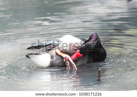 Duck swimming, beautiful duck in nature.