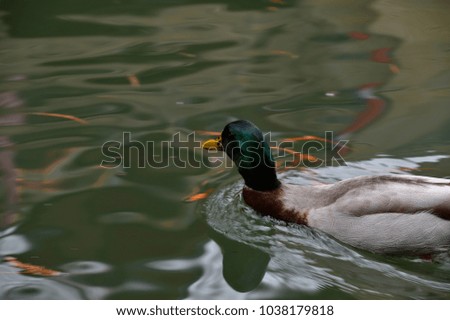 Duck on the river bank