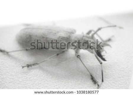 Dried Beetles under glass