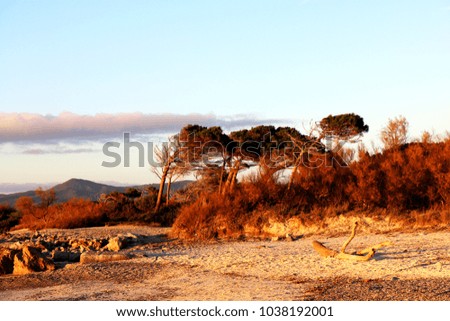 Maritime pines bent by the wind (Tuscany)