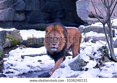 A beautiful winter photo of big lion in zoo 