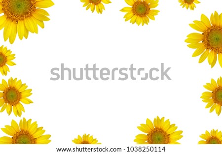 sun flower white white background 