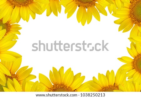sun flower white white background 
