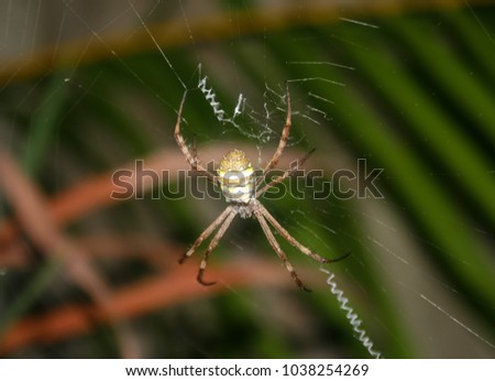 A close-up photograph of a St Andrew's Cross Spider (Argiope keyserlingi) in Brisbane, Australia.