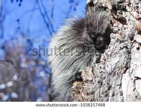 Young Porcupine warming up in the Winter Sun on the side of an Old Tree Trunk