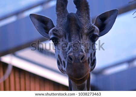 Wild giraffe head 