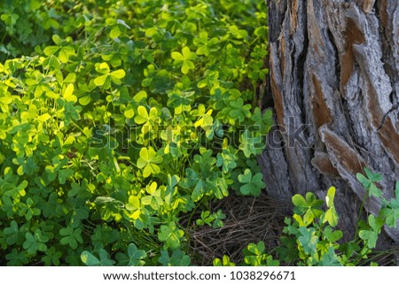 Green lush clover near the old Pine tree in the spring Forest -Top View. Conceptual Spring Background
