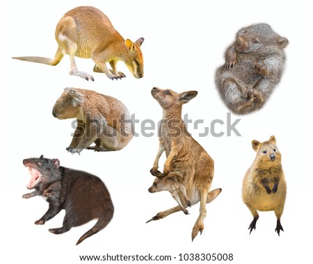 Collage of Australian marsupial mammals, isolated on white background. Wallaby, Tasmanian Devil, Wombat, Kangaroo with Joey, Quokka and Koala. Royalty-Free Stock Photo #1038305008