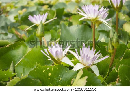 White lotus three flower leaves green background