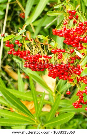 red fruit berries