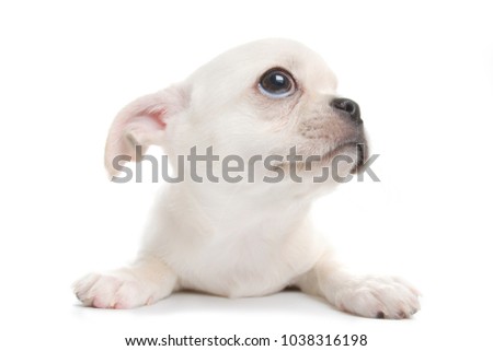 Small cute white chihuahua puppy. Wide angle view, isolated on white