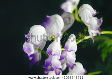 White flowers on a dark blurry background