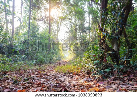 A front selective focus picture of falling leaves on ground with beautiful sunset landscape through forest in summer of Thailand.