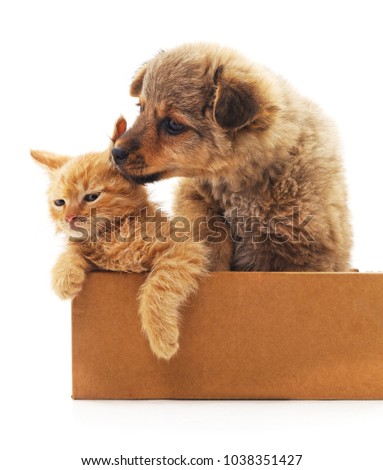 Puppy and two kittens in a box isolated on white background.