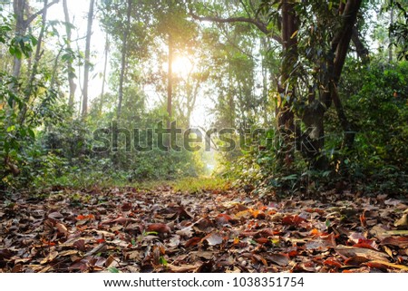 A front selective focus picture of falling leaves on ground with beautiful sunset landscape through forest in summer of Thailand.