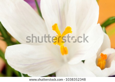 Crocus white.Beautiful first spring flowers crocuses bloom. Macro.Closeup. .Selective focus.