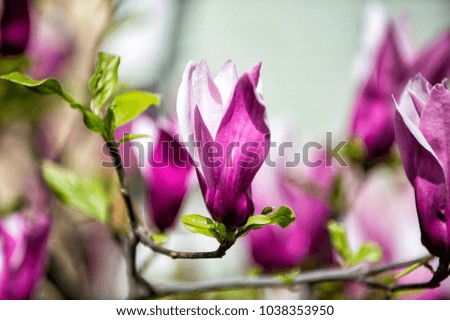 Blossoming magnolia branch with purple flowers on blurred background. Spring season concept. Blossom, bloom, flowering. New life awakening. Nature, beauty, environment.