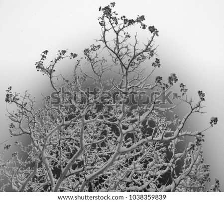 abstract picture of a tree covered by snow