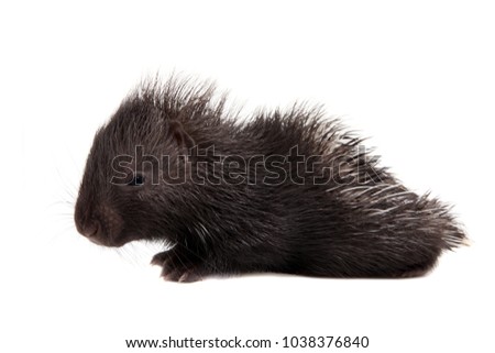 Indian crested Porcupine baby on white