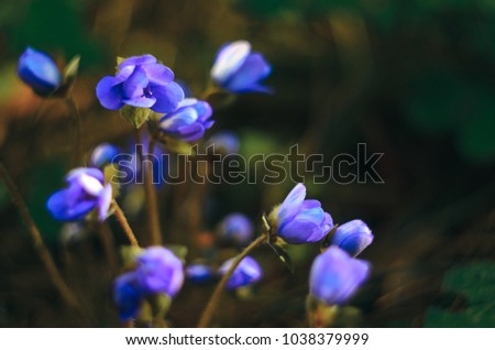 Hepatica Nobilis Flowers in a Natural Environment in the Forest in Early Spring Top View. Macro Shot of Blue Color Flowers with Shallow Depth of Field. Abstract Spring Background