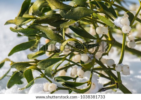 Evergreen branch of mistletoe with ripe berries on snow (Viscum album)