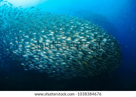 Fish in ocean . School of fishes  Yellow-stripe scad, Thinscaled trevally or Selaroides leptolepis. at open sea with blue background