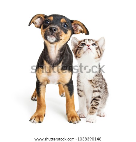 Cute mixed breed puppy and kitten together on white, looking up