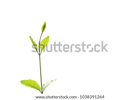 New leaves of tree isolated o n white background.