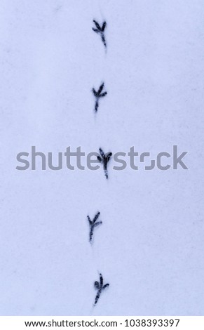 tracks of birds in the clean snow. background, concept.