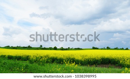 Green yellow rapeseed flowers fields and white clouds on blue sky in summer day. Horizontal background, scenic local farm concept. Copy space.  Lonely calm mood meditative nature. 