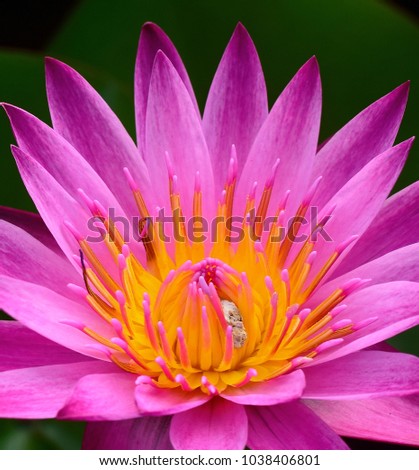 Close up beautiful violet lotus flower.