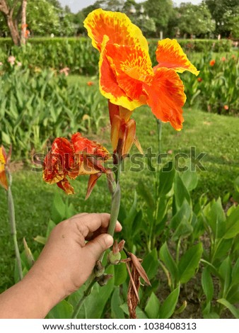 Orange canna flower blossom in the garden, fresh flower blooming in the park