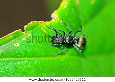 Black ant in nature